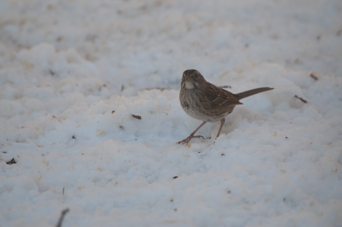 White-throated Sparrow - ML182781851
