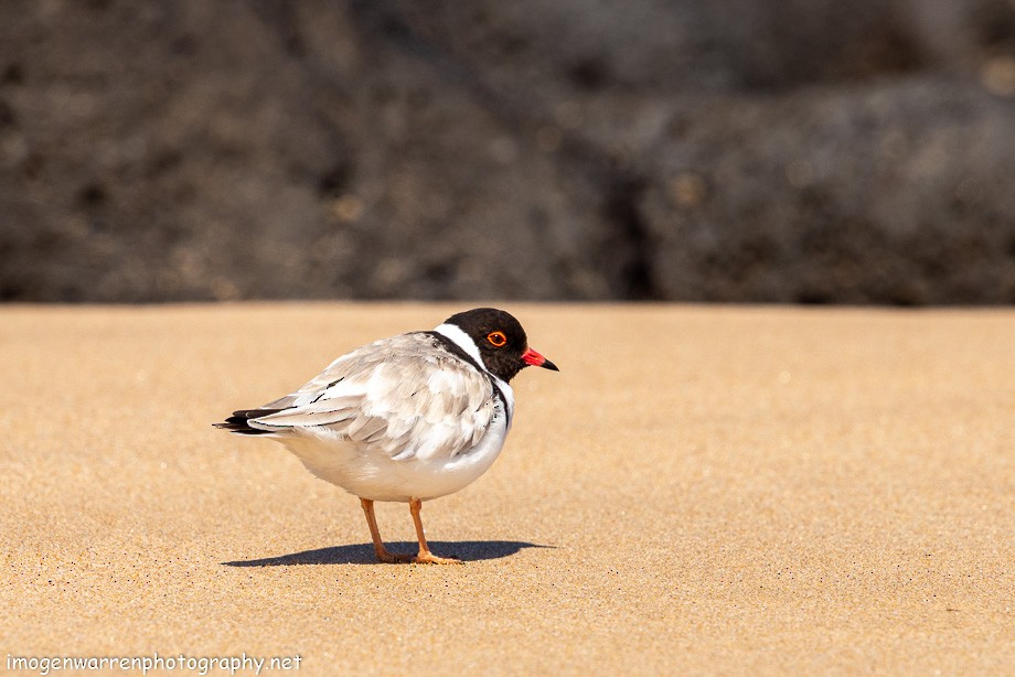 Hooded Plover - ML182782771