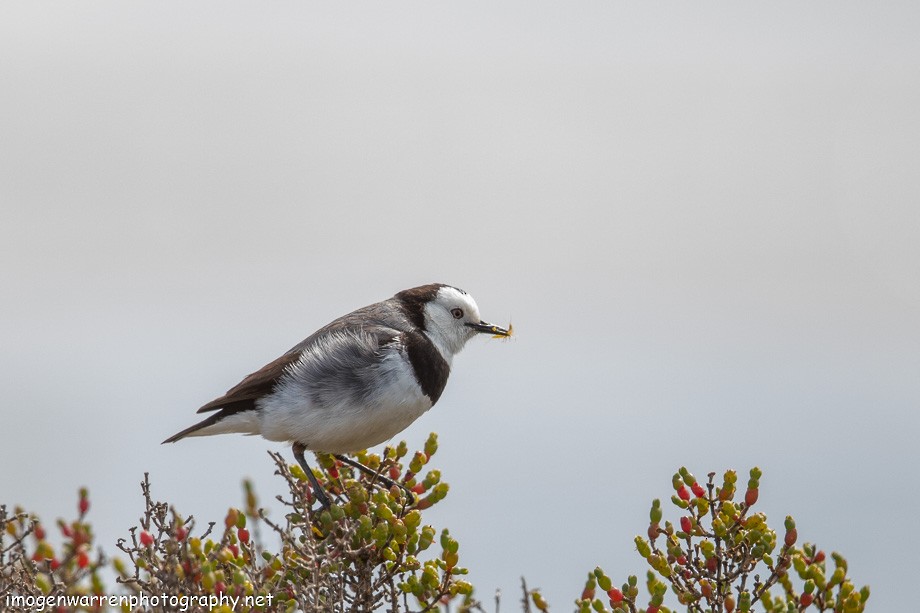 White-fronted Chat - ML182782901