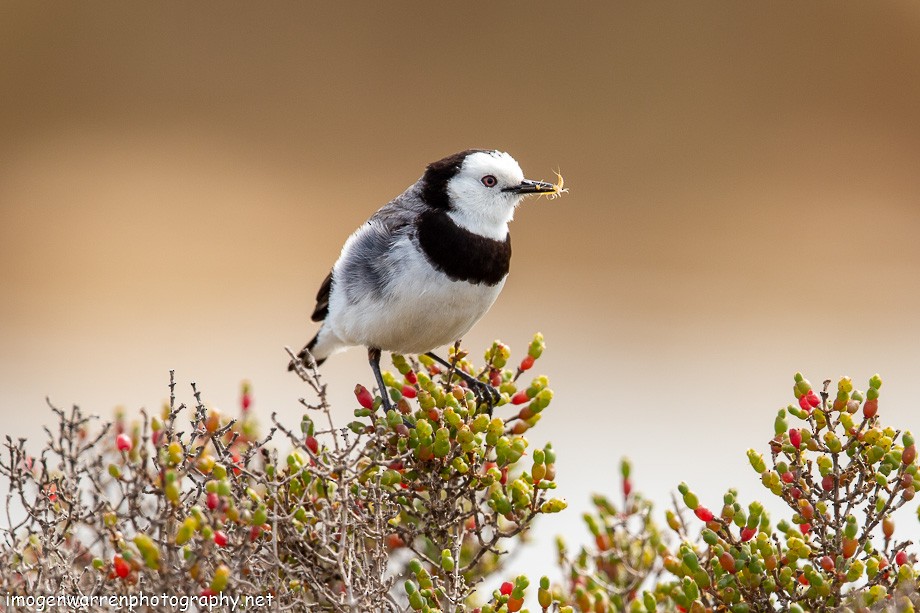 White-fronted Chat - ML182782971