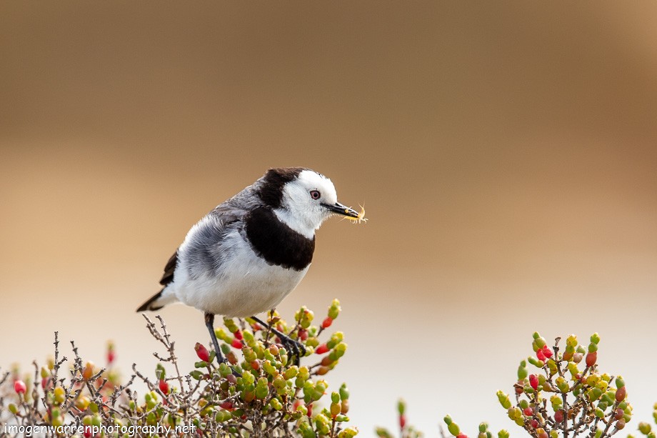 White-fronted Chat - ML182782991