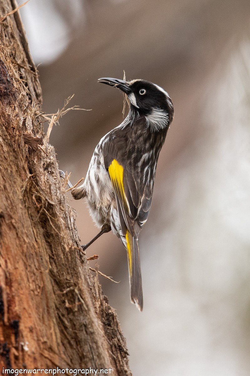 New Holland Honeyeater - ML182783521