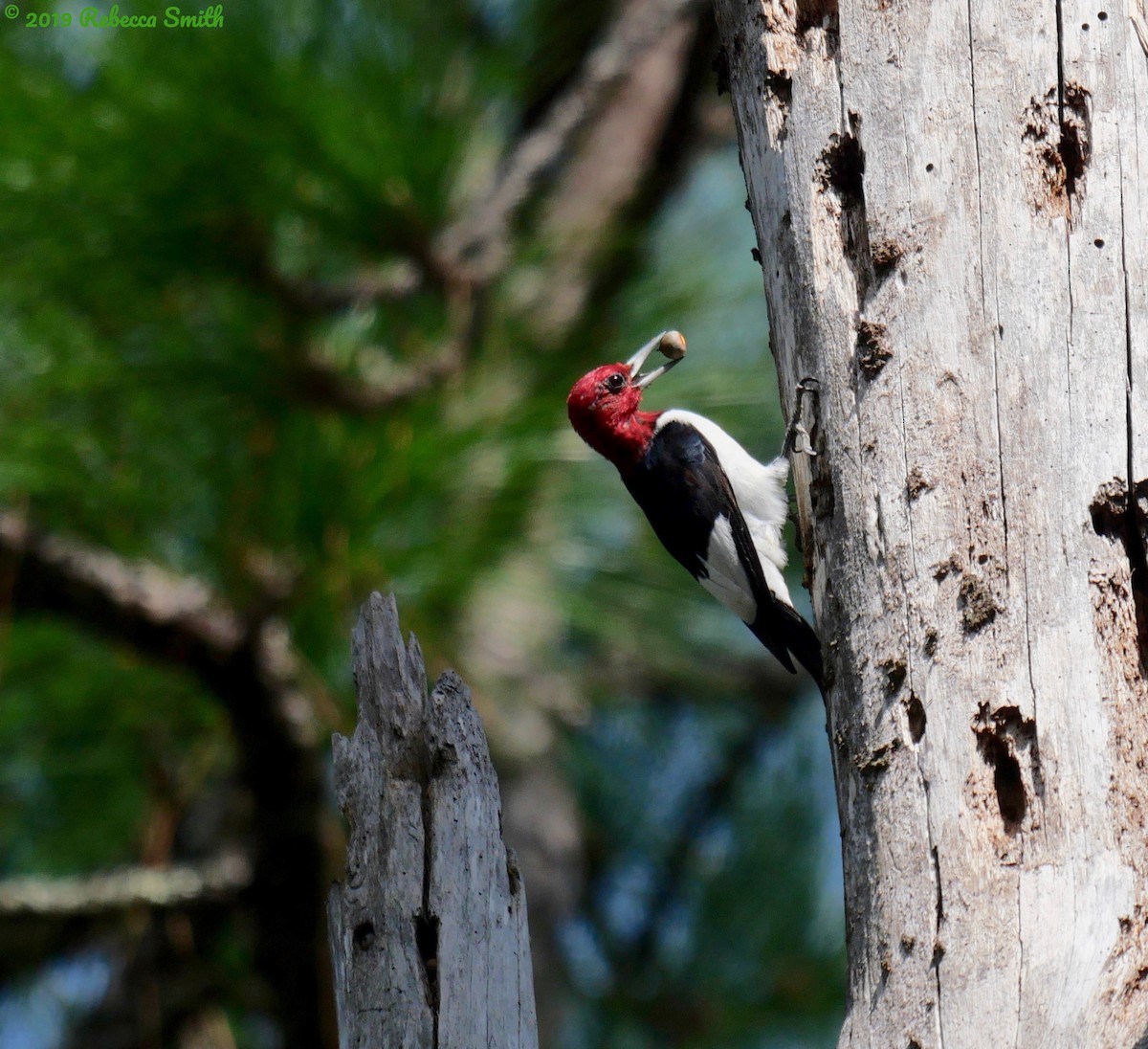 Red-headed Woodpecker - ML182785701