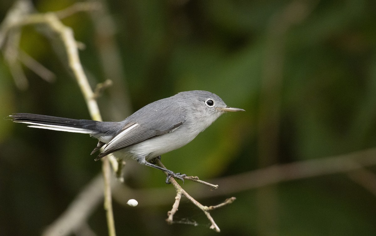 Blue-gray Gnatcatcher - ML182787481