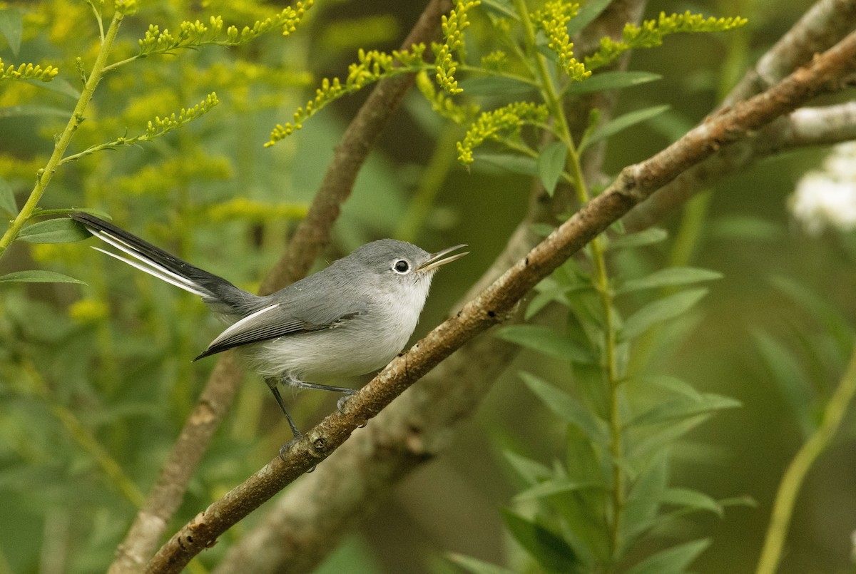 Blue-gray Gnatcatcher - ML182787491