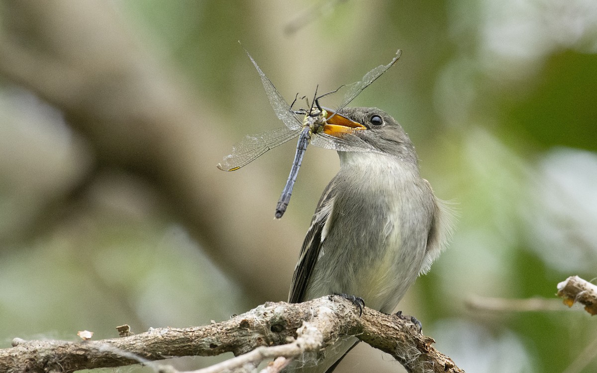 Eastern Wood-Pewee - ML182788341