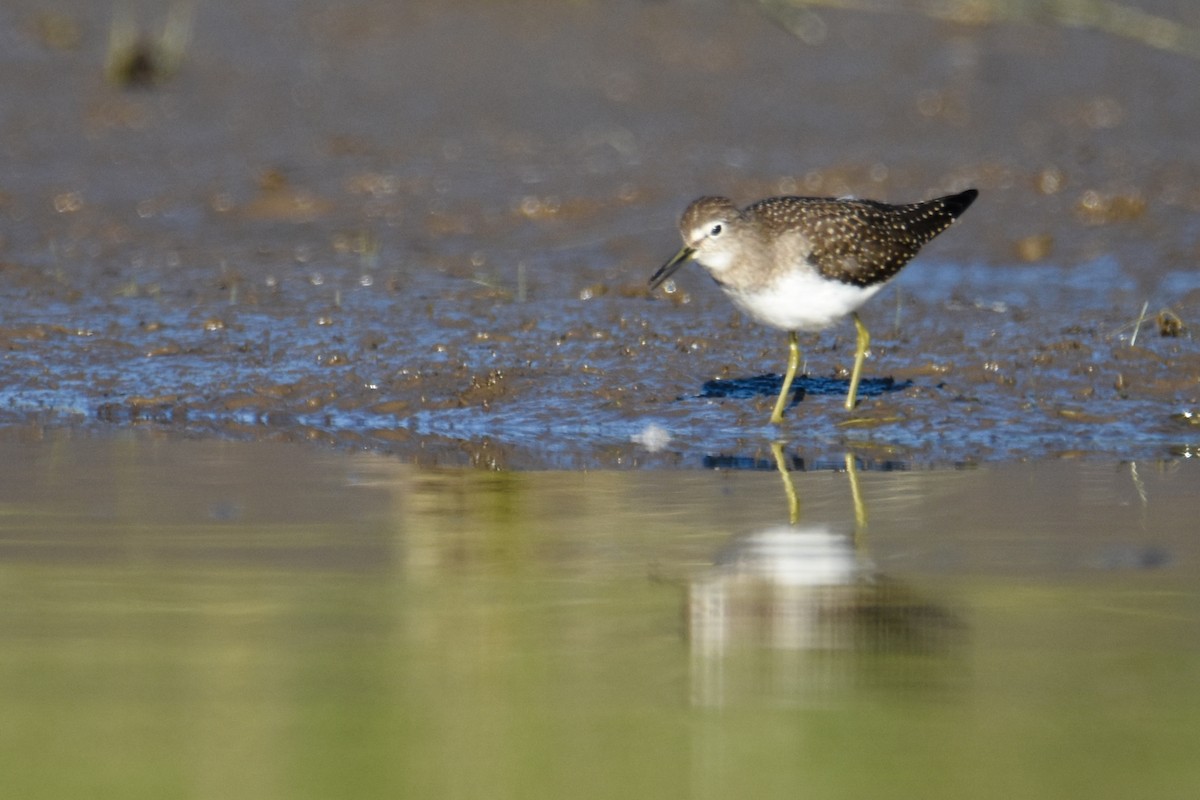 Solitary Sandpiper - ML182788601