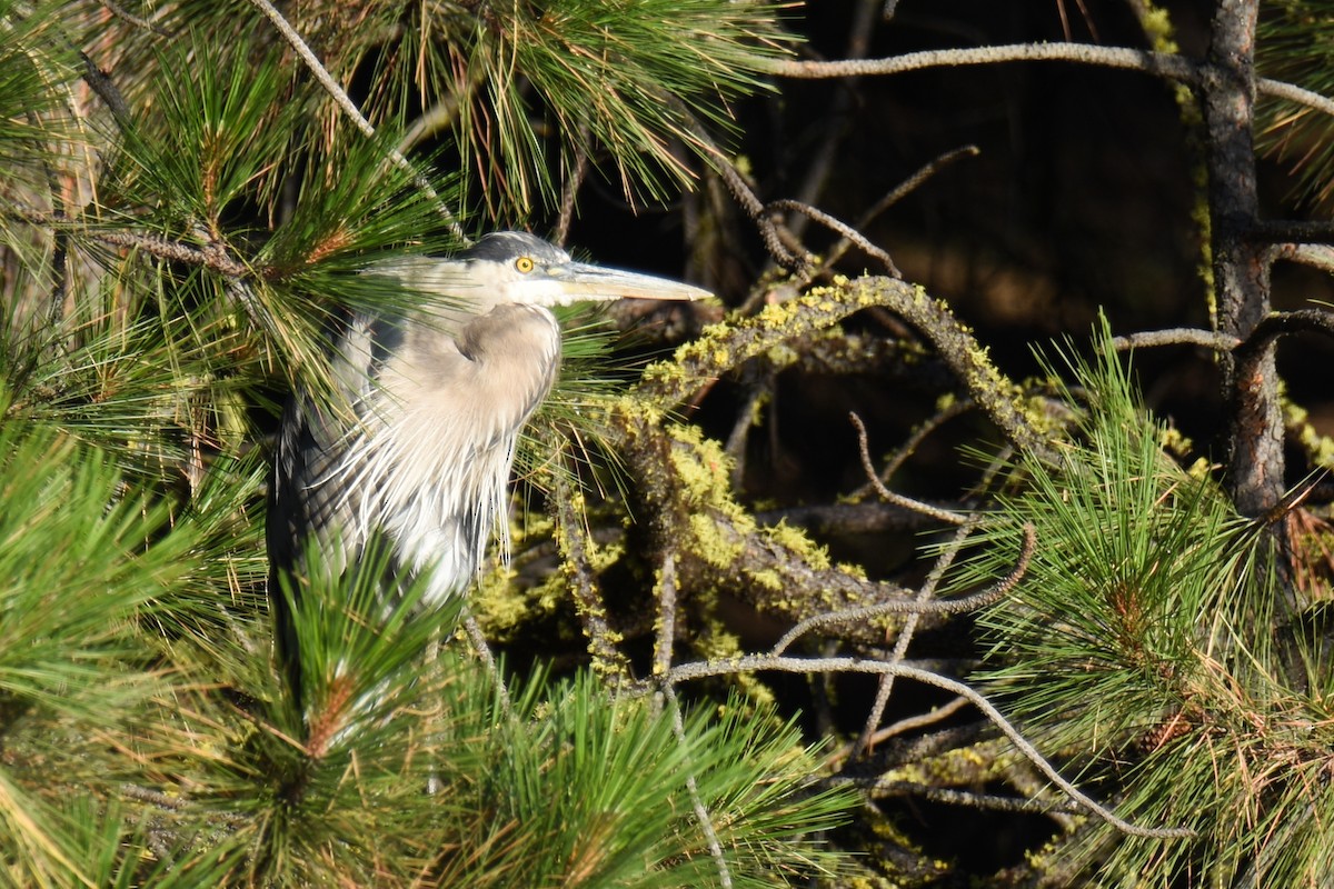 Great Blue Heron - ML182788691