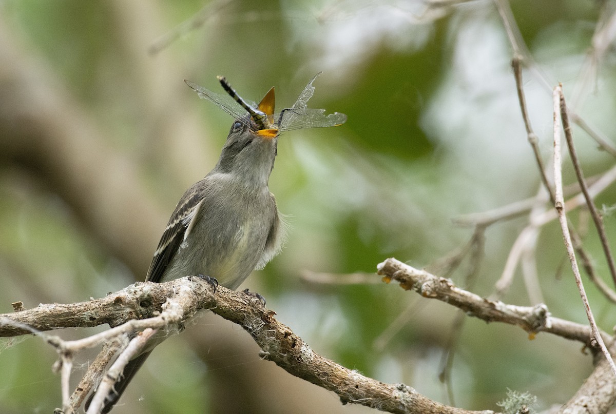 Eastern Wood-Pewee - ML182788771