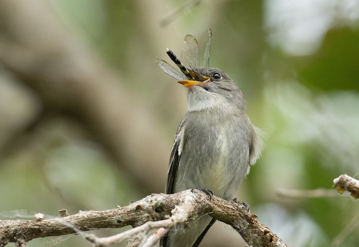 Eastern Wood-Pewee - ML182788791