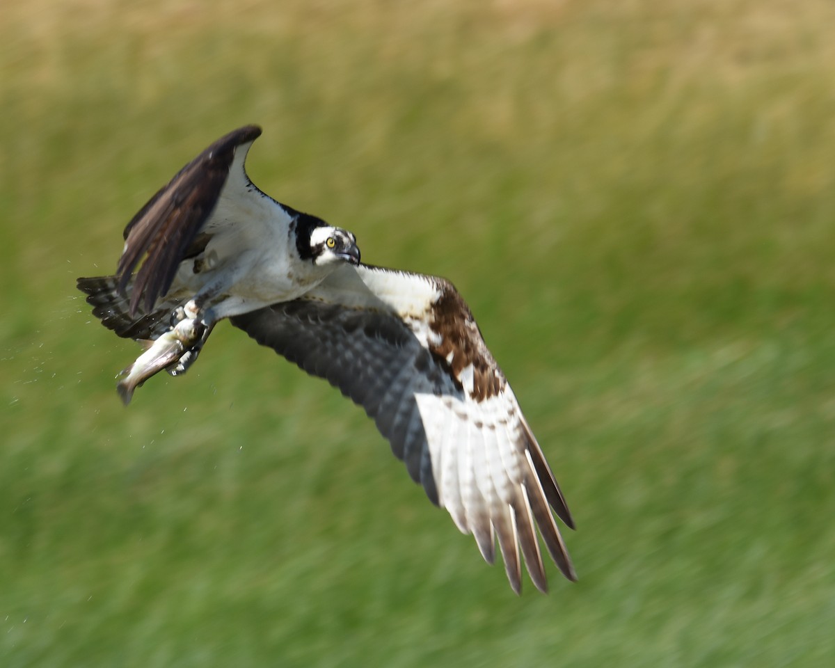 Balbuzard pêcheur - ML182788931