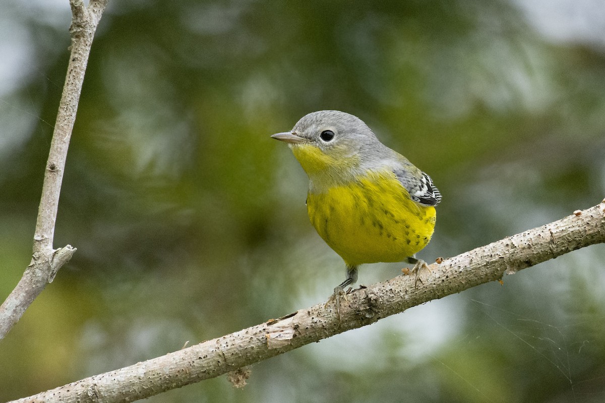 Magnolia Warbler - ML182788971