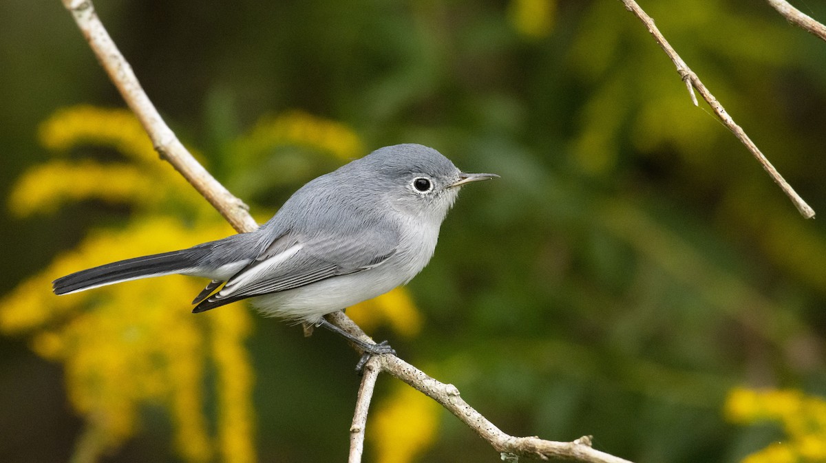 Blue-gray Gnatcatcher - ML182788981