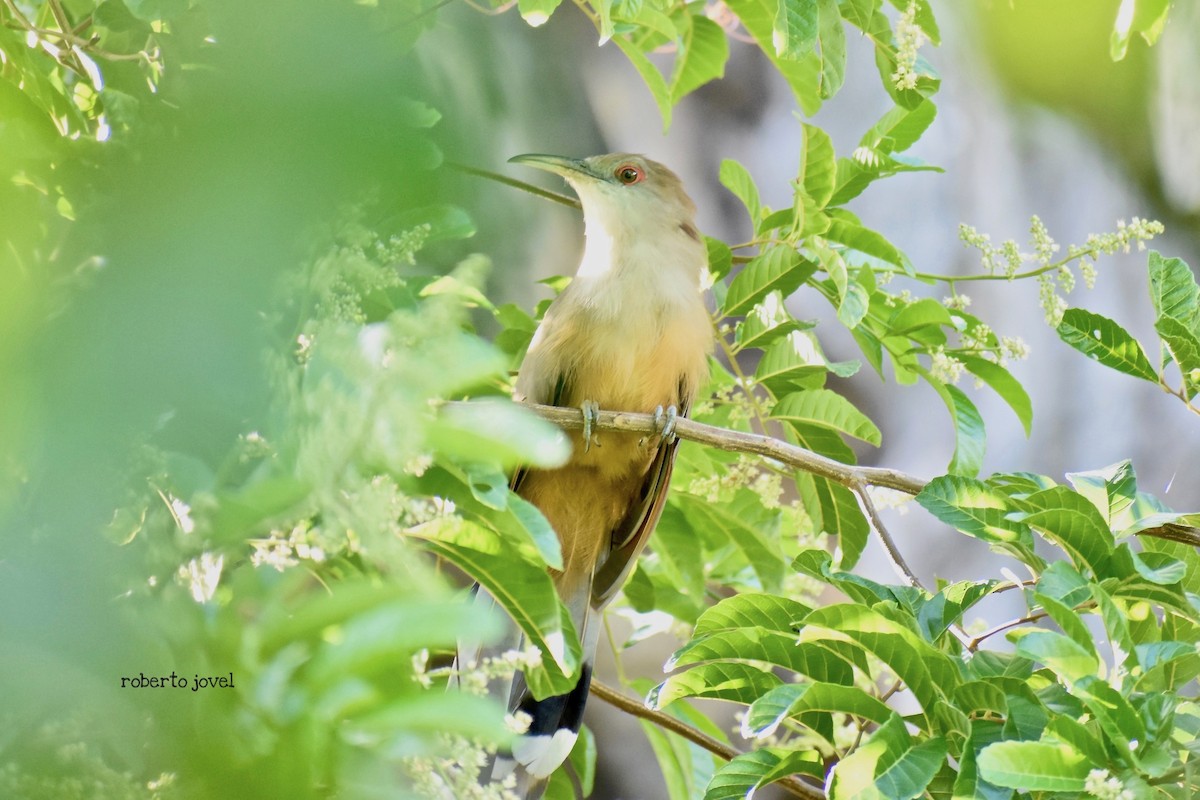 Great Lizard-Cuckoo (Cuban) - ML182791241