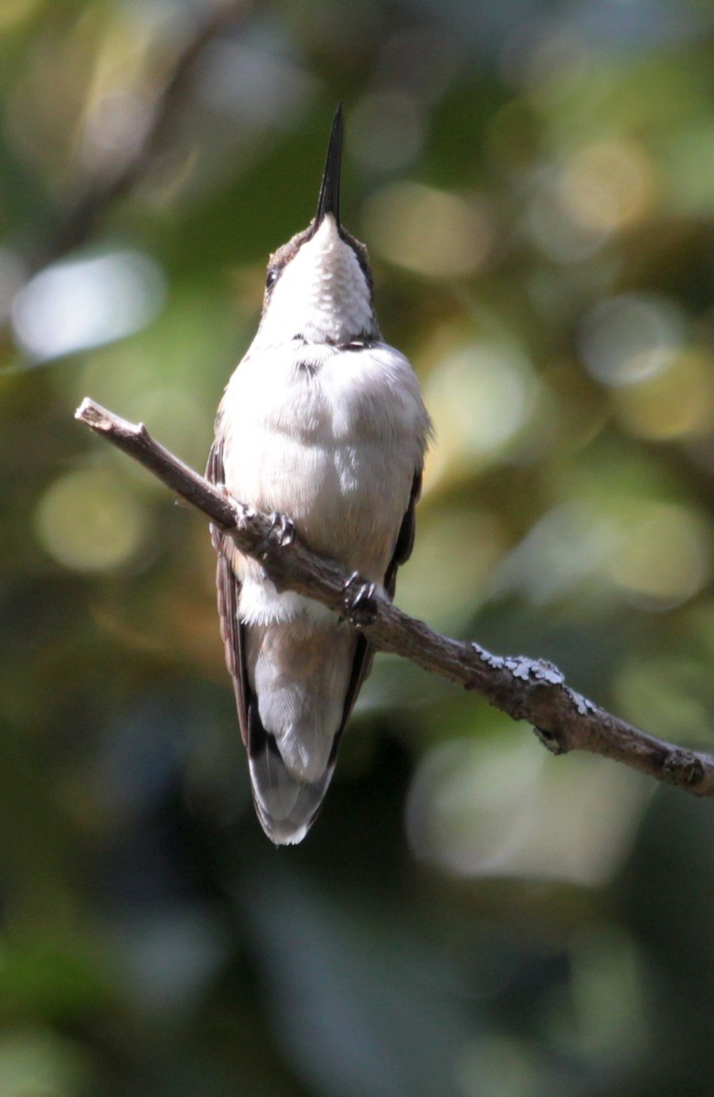 Ruby-throated Hummingbird - Billie Cantwell