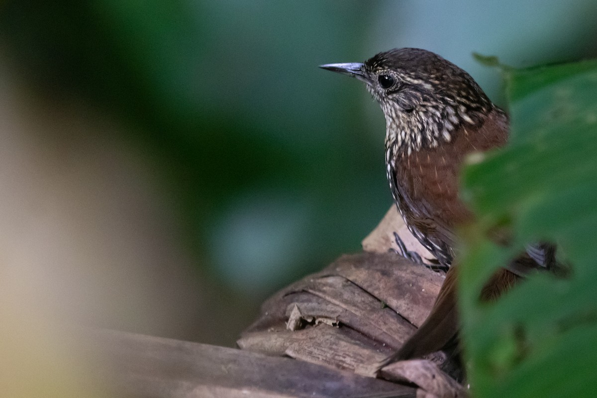 Subepalo Gorjiblanco - ML182793281