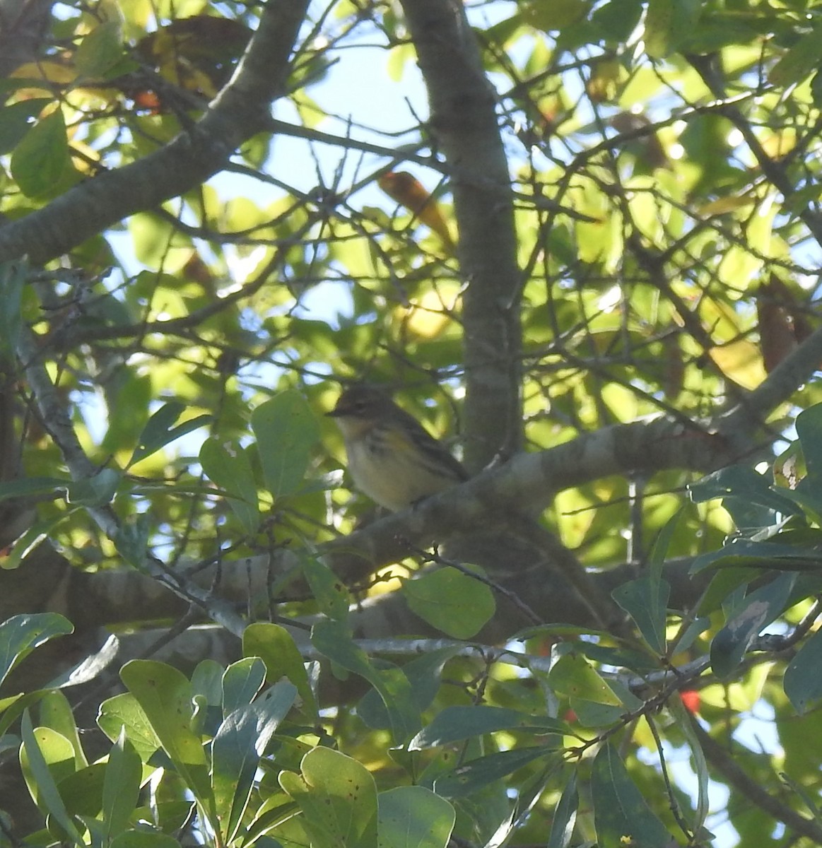 Yellow-rumped Warbler - ML182793471