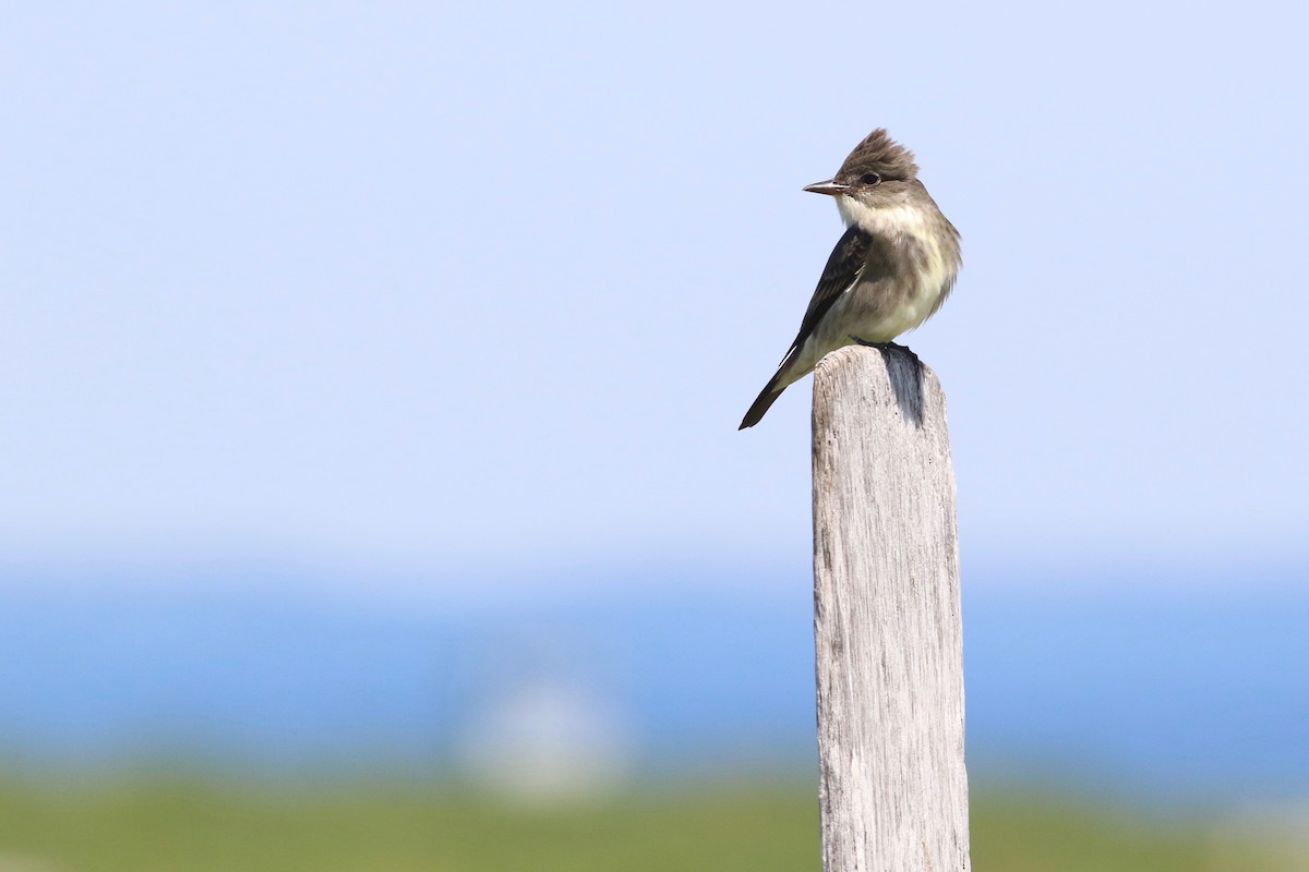 Olive-sided Flycatcher - ML182802681