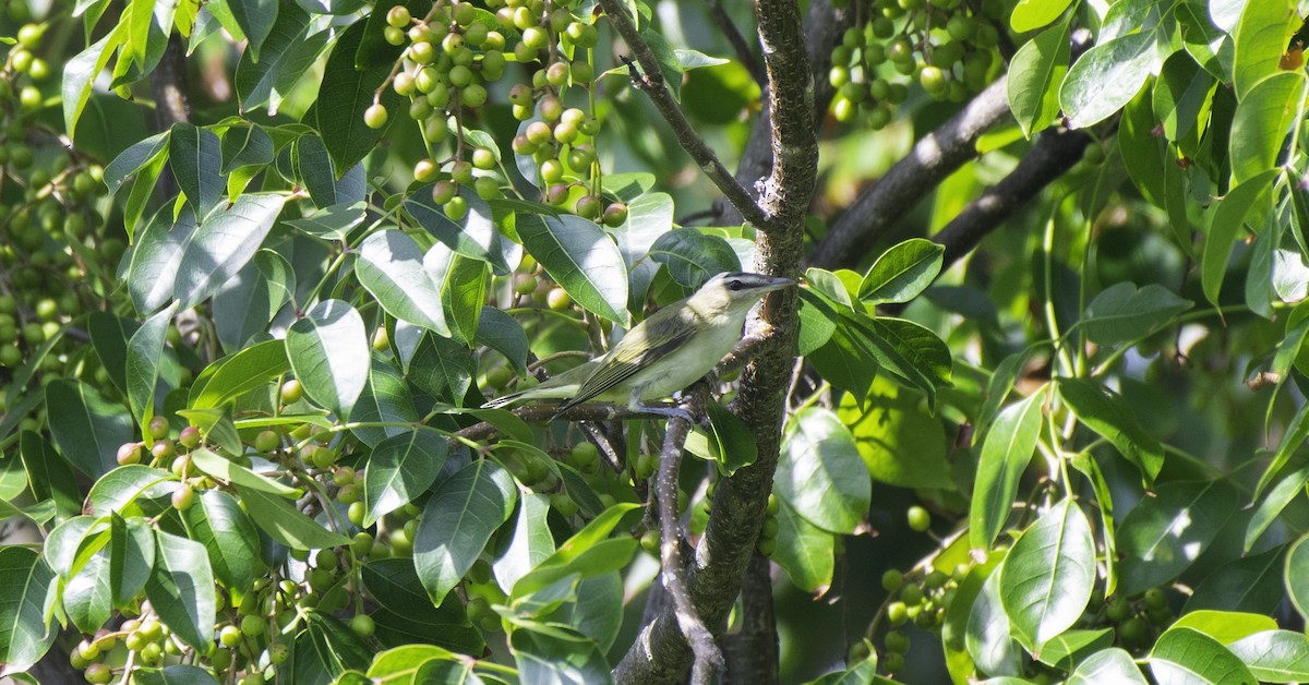 Red-eyed Vireo - ML182807201