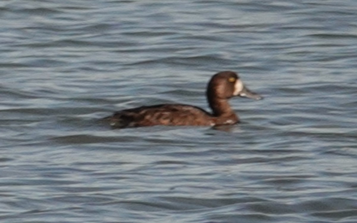 Greater Scaup - ML182809101