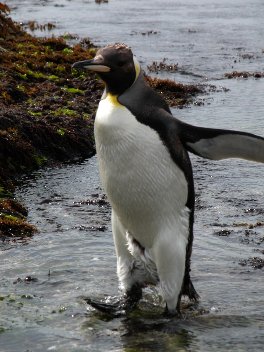 Королевский пингвин - ML182809441