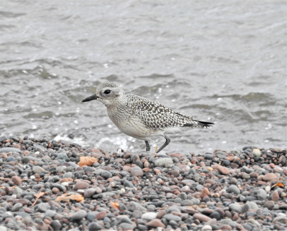 Black-bellied Plover - ML182811521