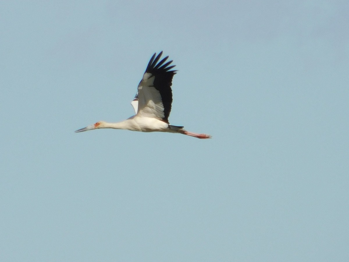 Cigogne maguari - ML182811861