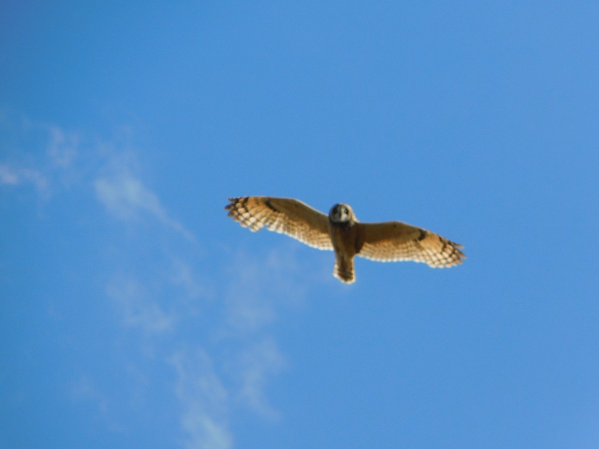 Short-eared Owl - ML182811991
