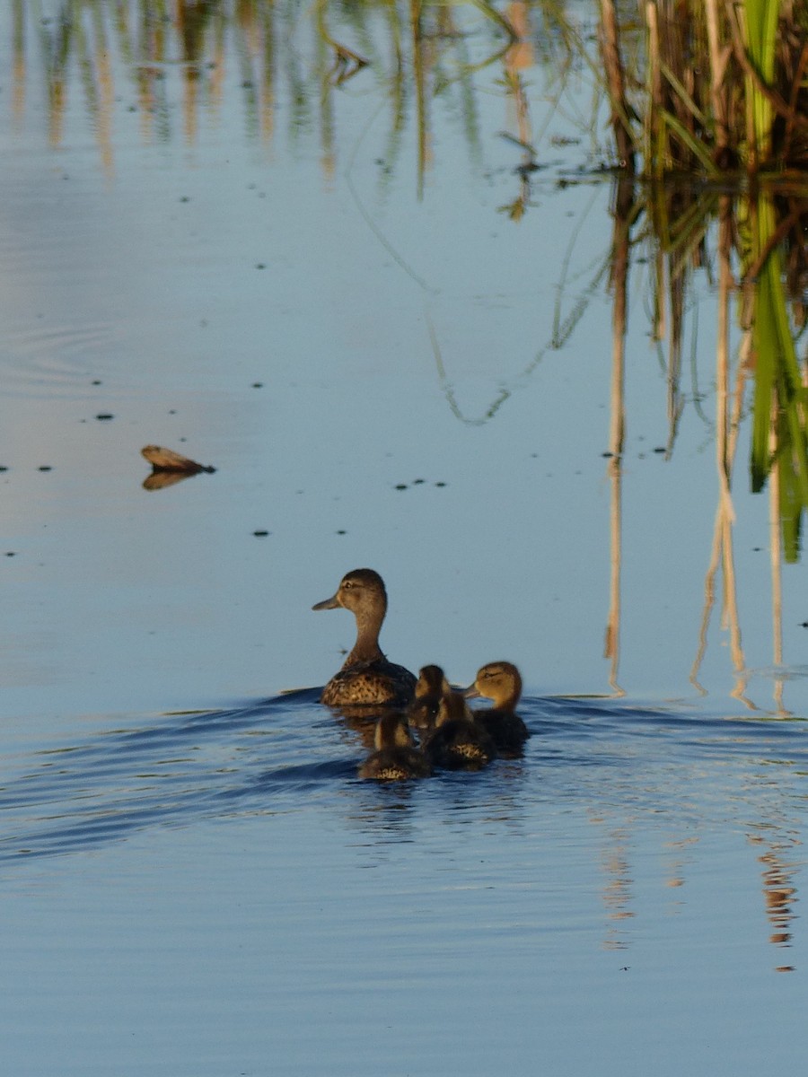 Blue-winged Teal - ML182814091