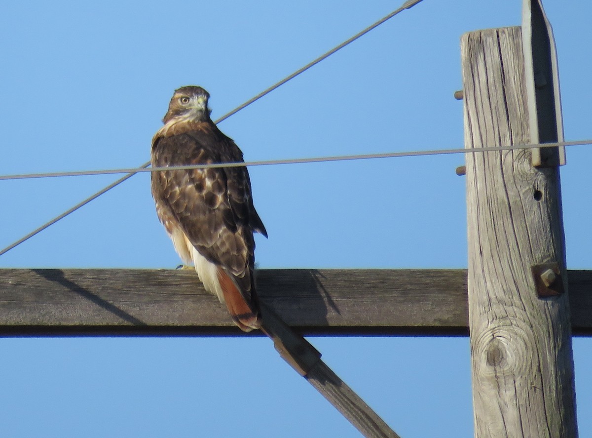 Red-tailed Hawk - ML182816521
