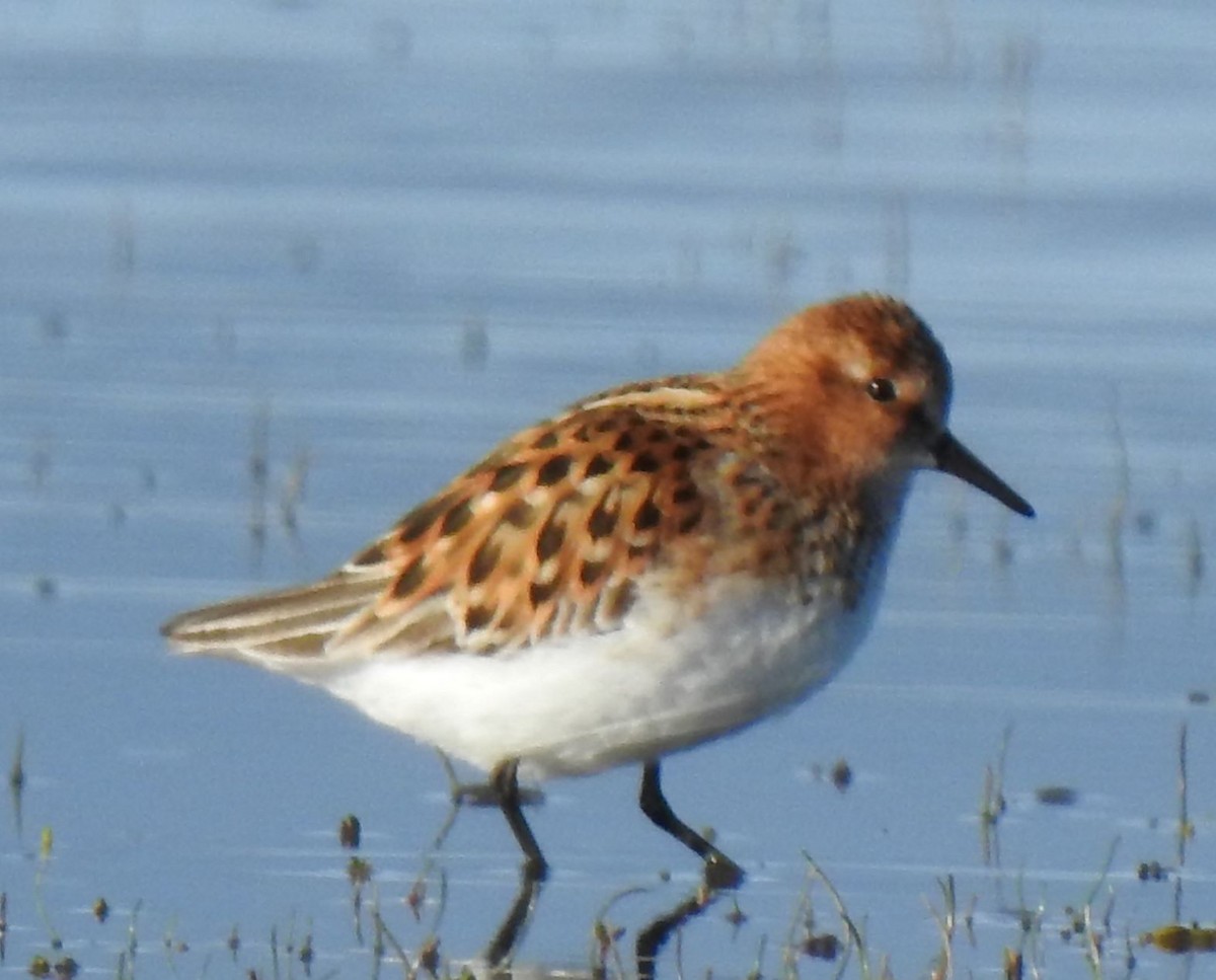 Little Stint - ML182817441