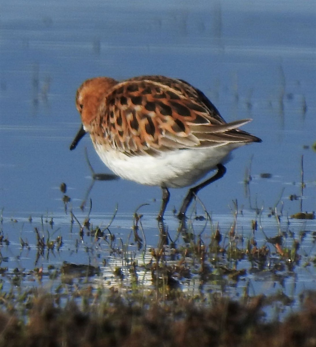 Little Stint - ML182817481