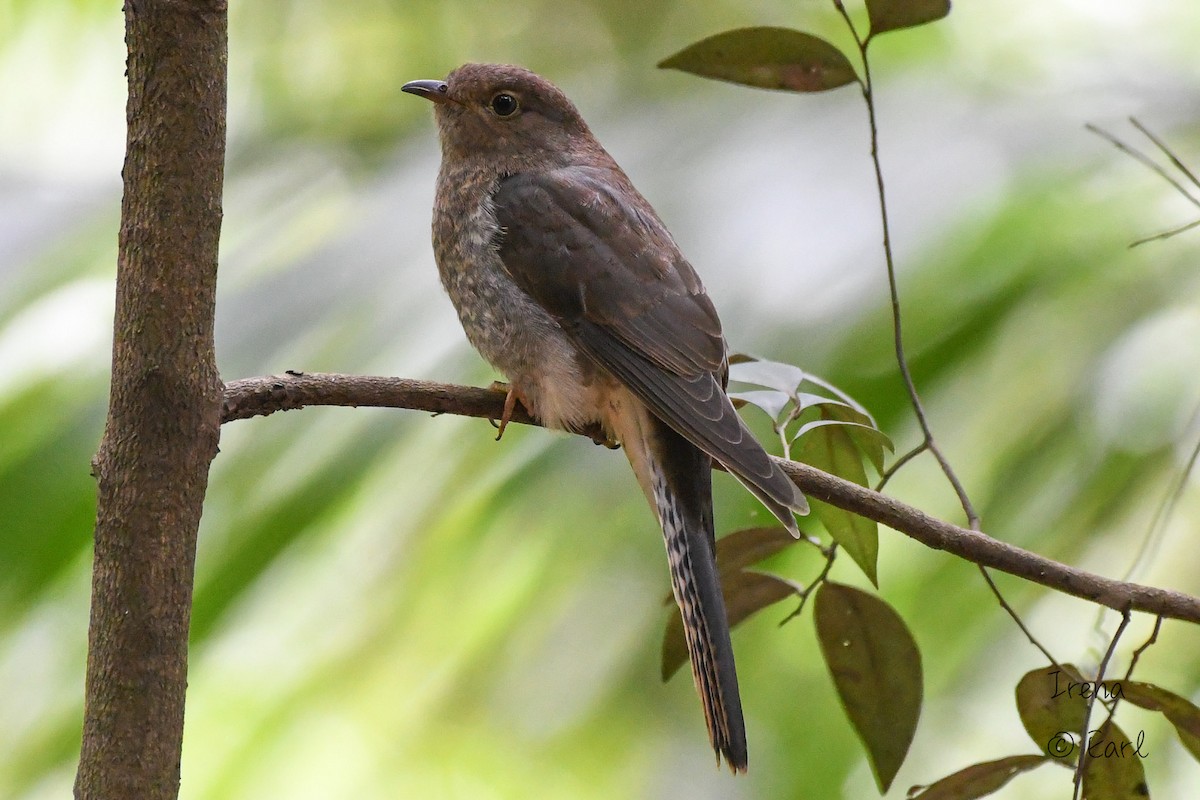 Fan-tailed Cuckoo - Hedley & Irena Earl