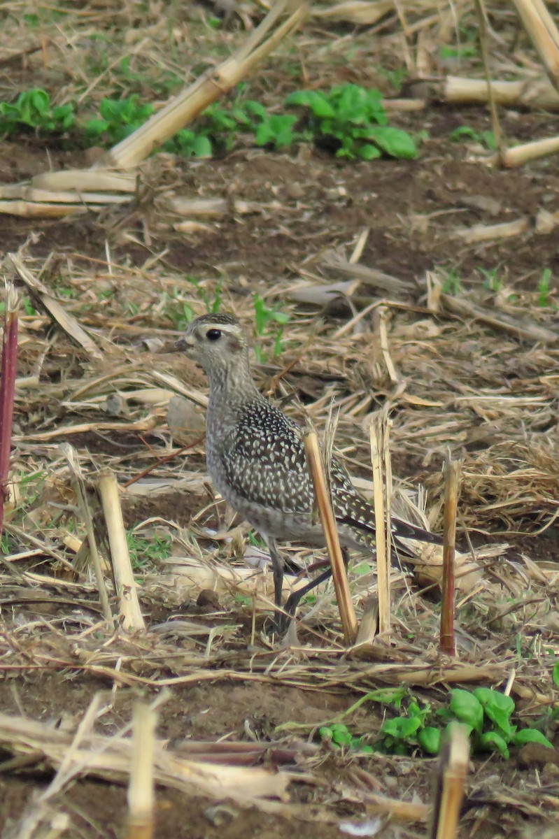 American Golden-Plover - Nuno Gonçalves