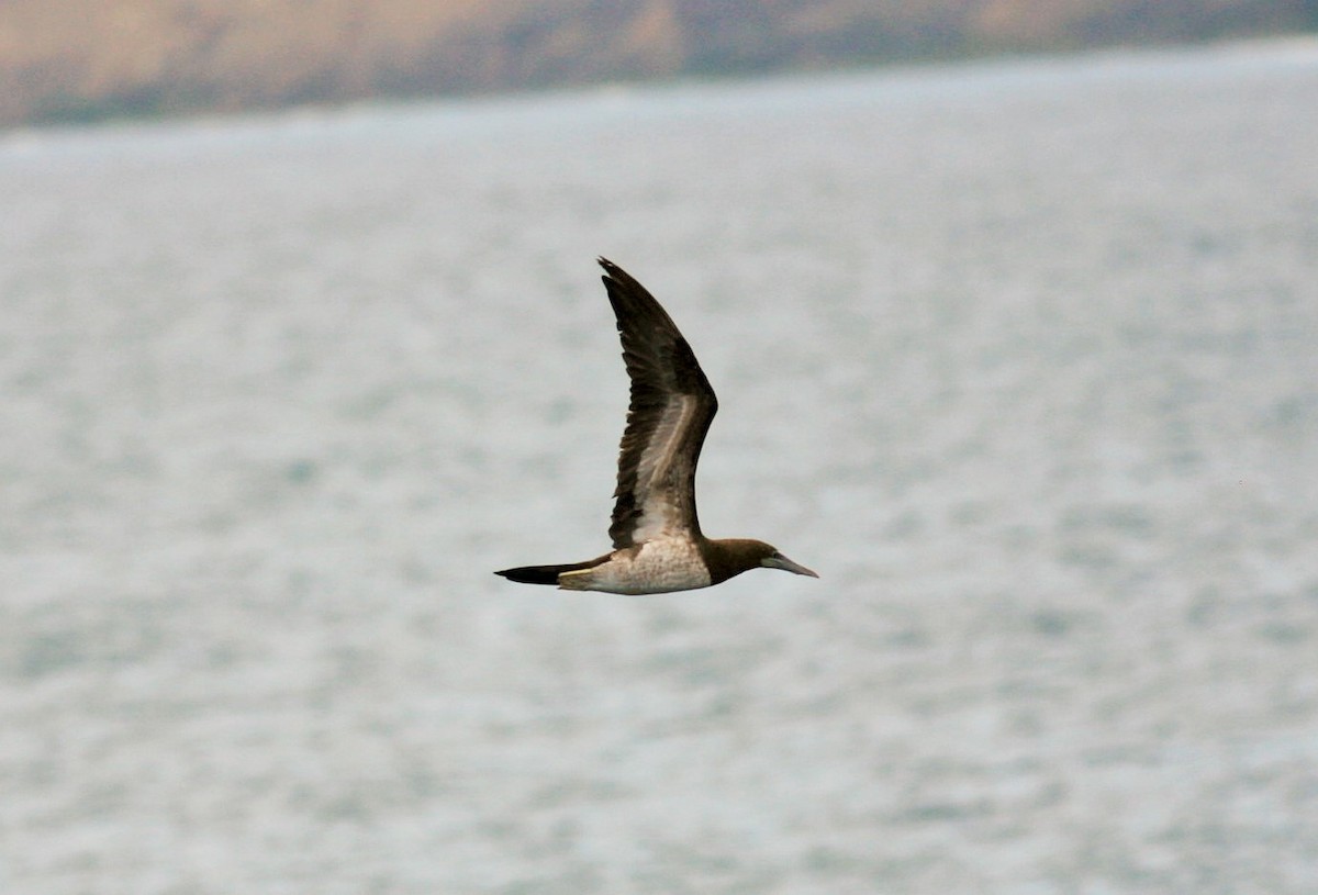 Brown Booby - ML182828881