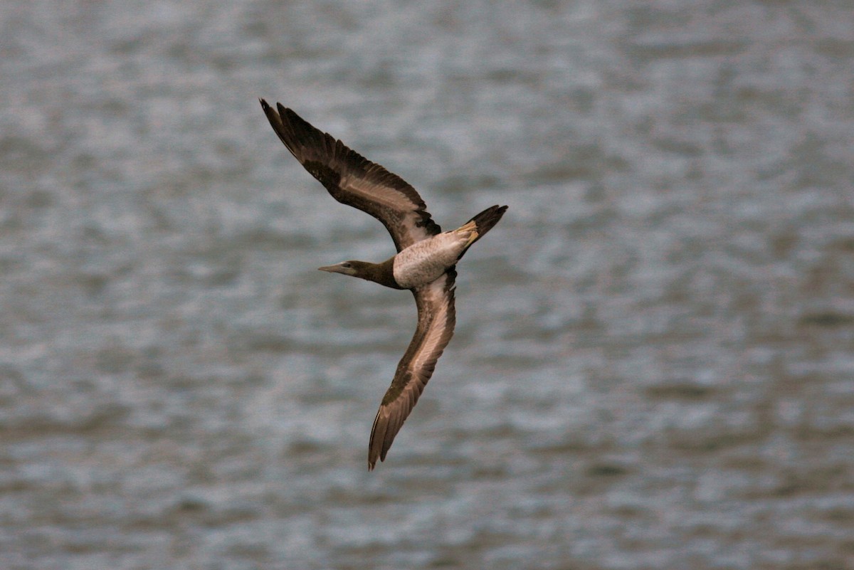 Brown Booby - ML182828941