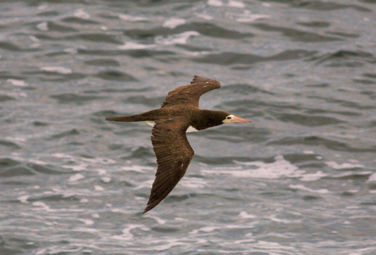 Brown Booby - ML182828951