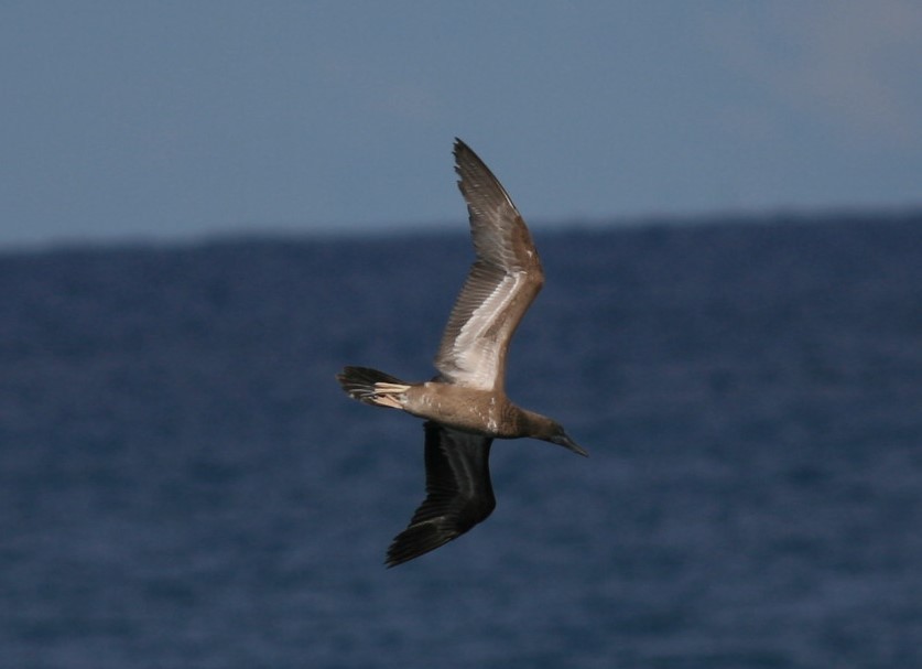 Brown Booby - ML182828981