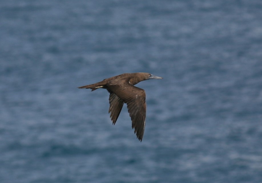 Brown Booby - ML182829011