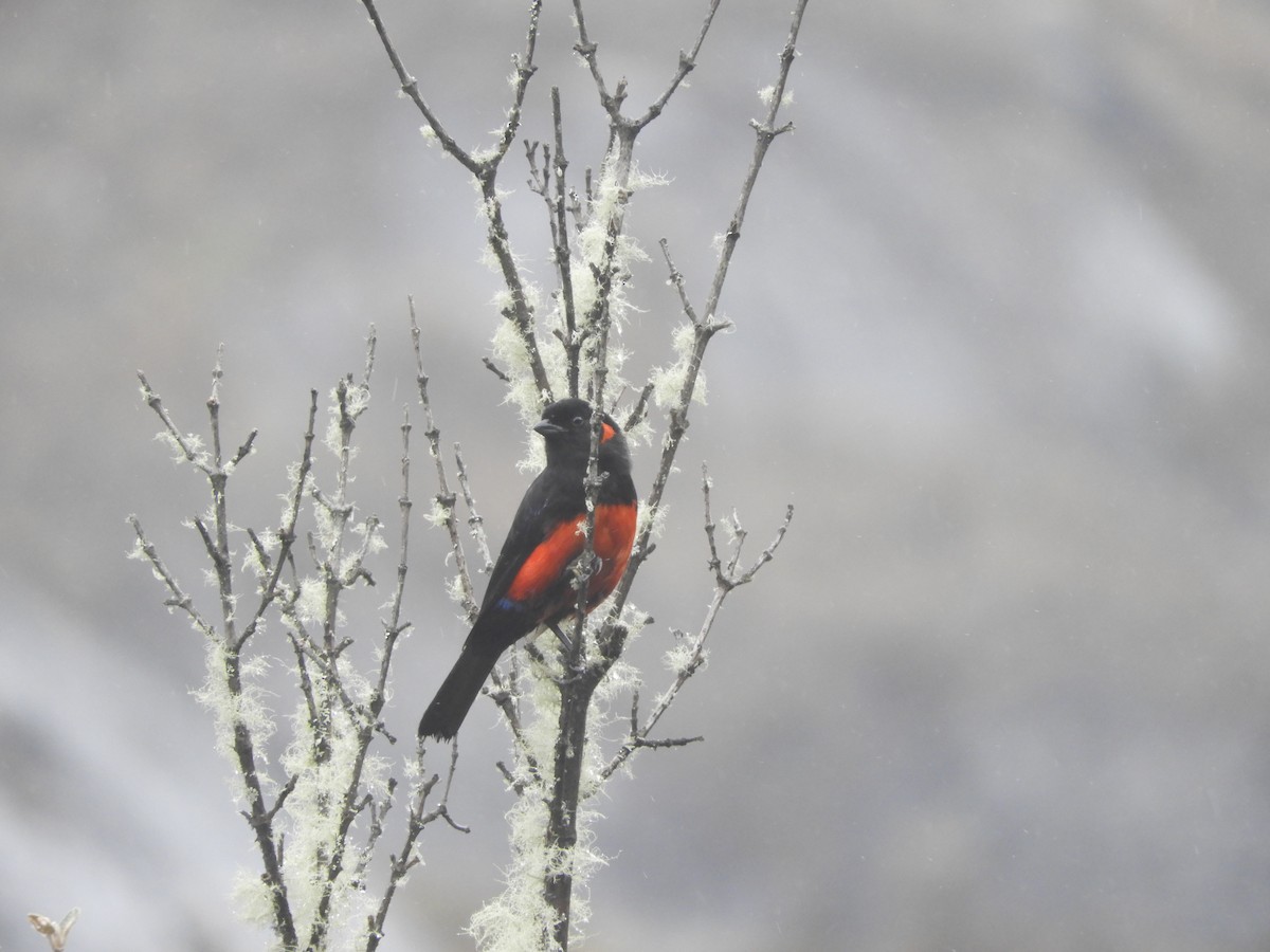 Scarlet-bellied Mountain Tanager - ML182830261