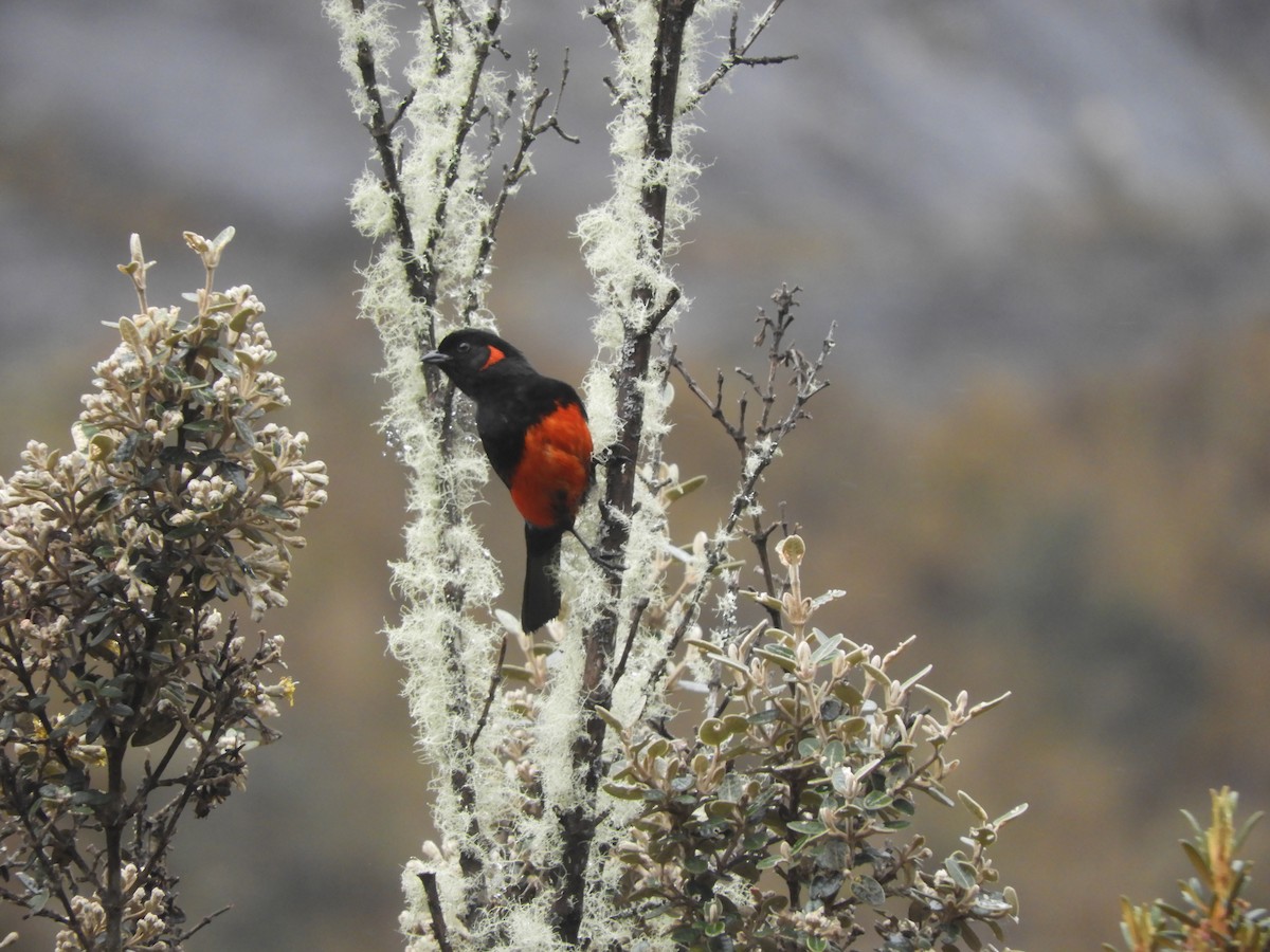 Scarlet-bellied Mountain Tanager - ML182830321