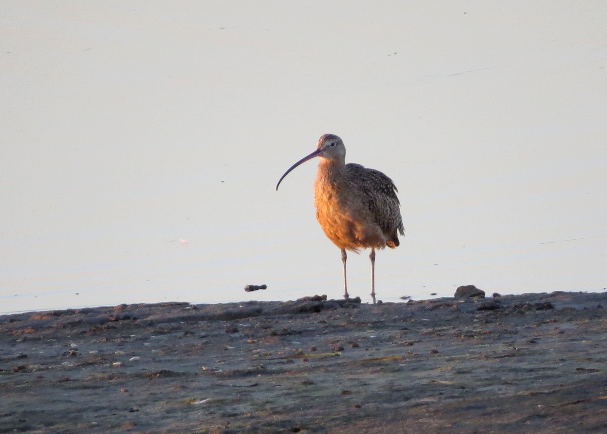 Long-billed Curlew - ML182832951
