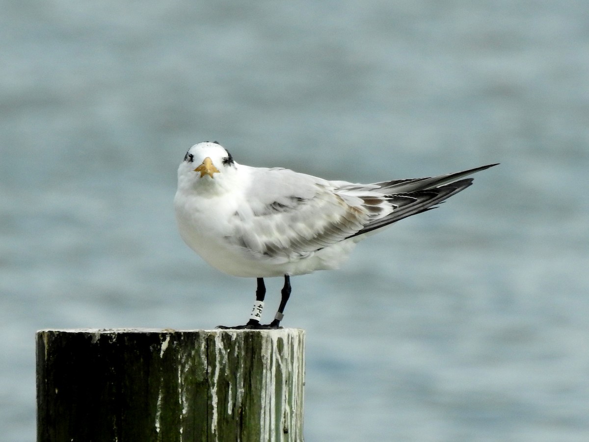 Royal Tern - ML182833191