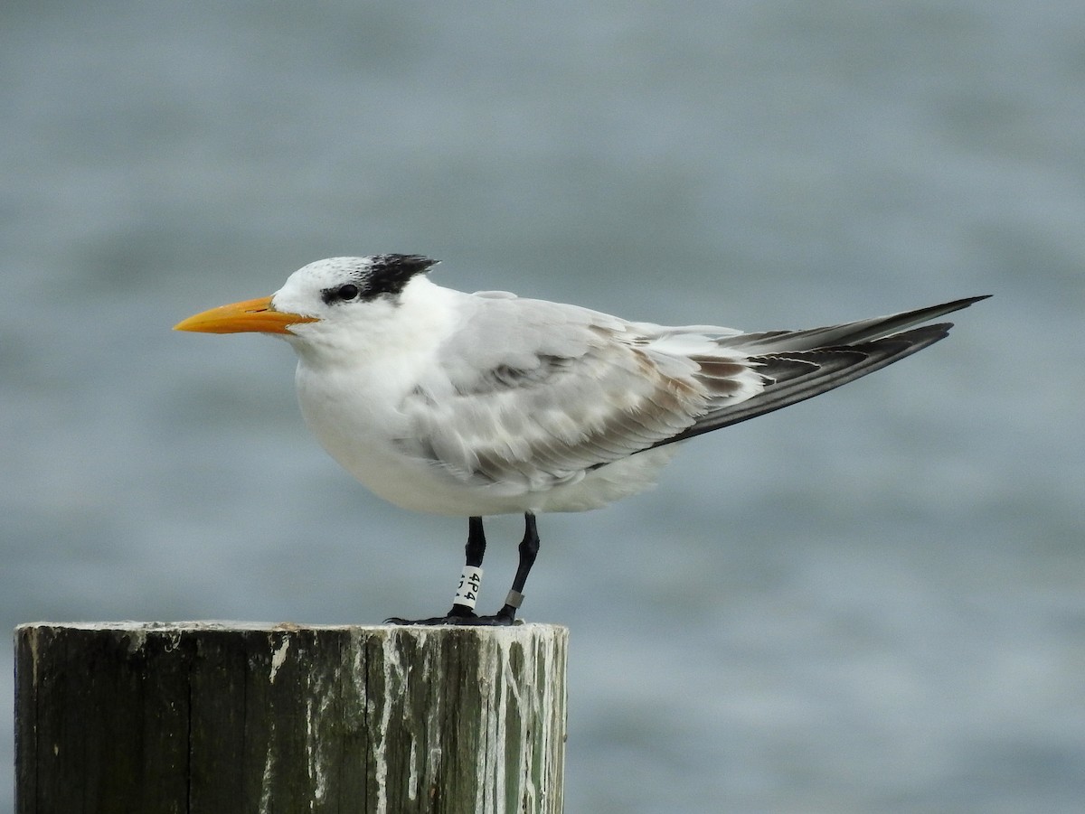 Royal Tern - ML182833211