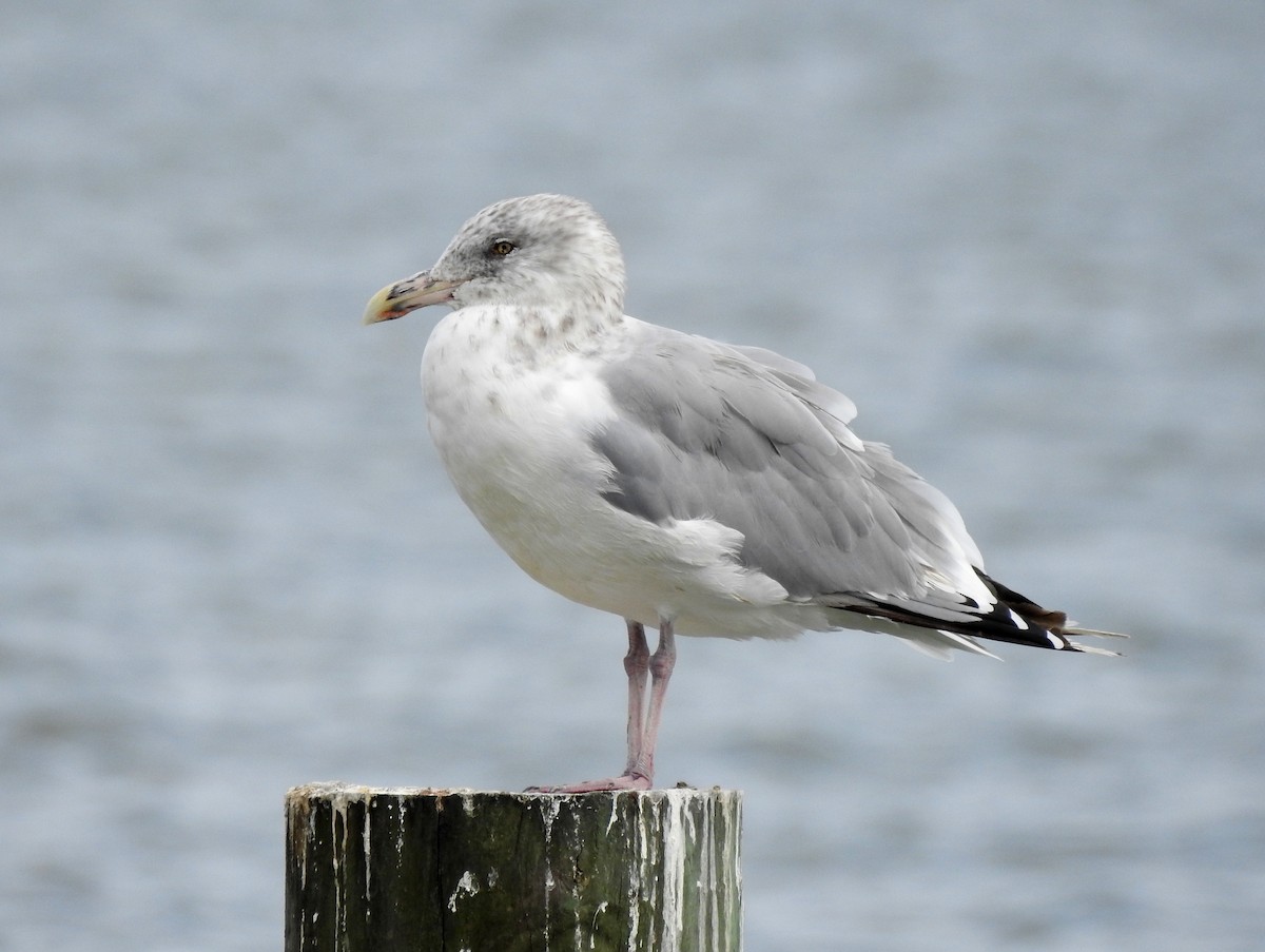 American Herring Gull - ML182833871