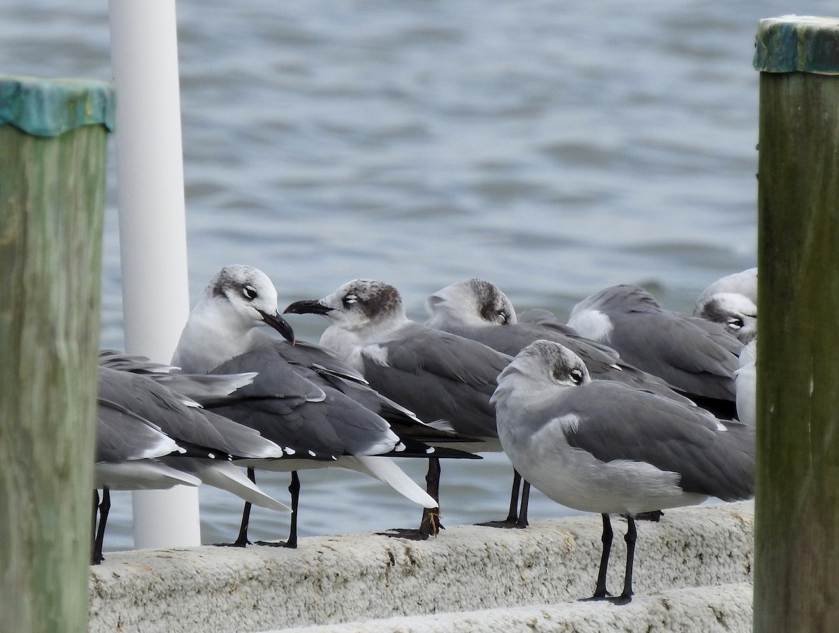 Laughing Gull - ML182833951