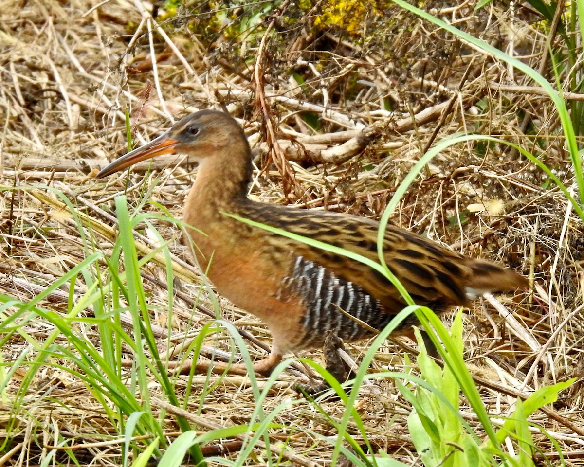 King Rail - ML182835561