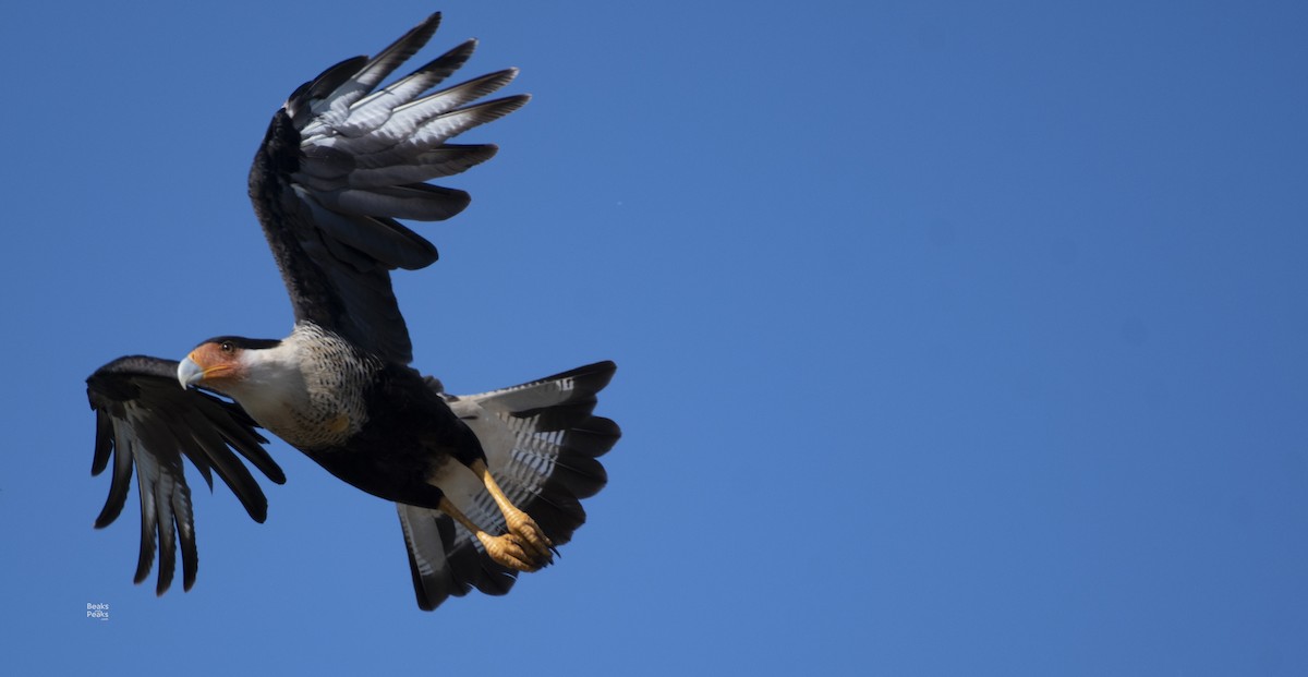 Crested Caracara (Northern) - ML182835981