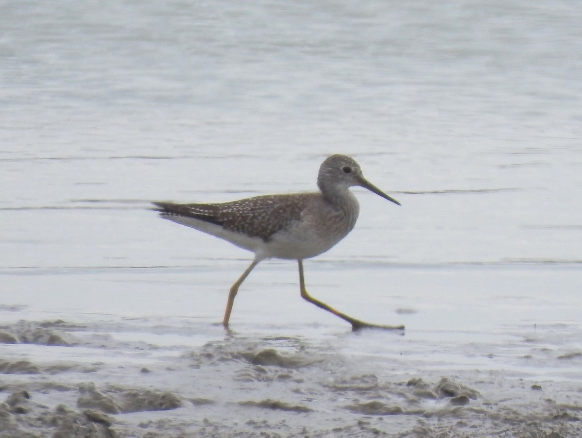 Lesser Yellowlegs - bob butler