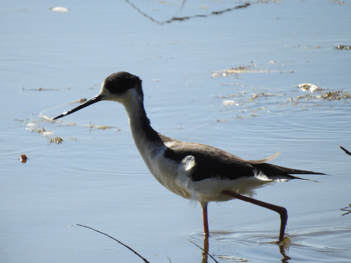 Black-necked Stilt - ML182839501